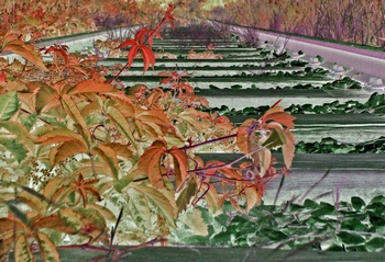 I 011C